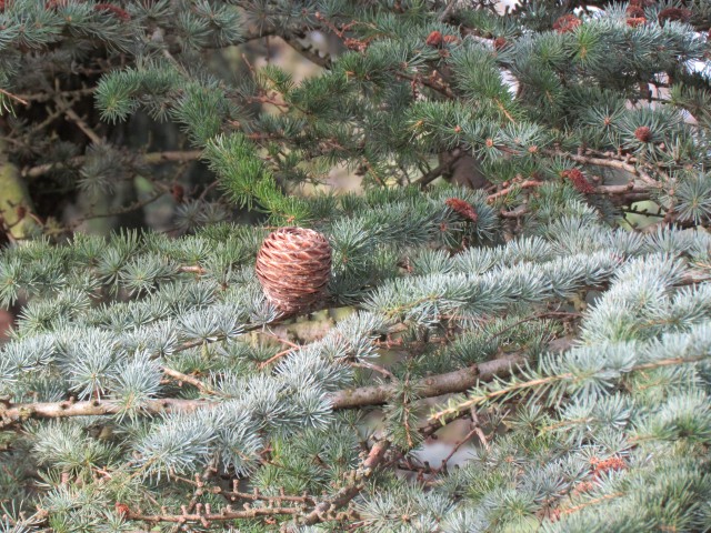 Cedrus atlantica CedrusAtlanticaCone.JPG