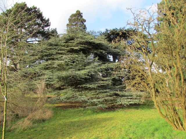 Cedrus atlantica CedrusAtlanticaFull.JPG