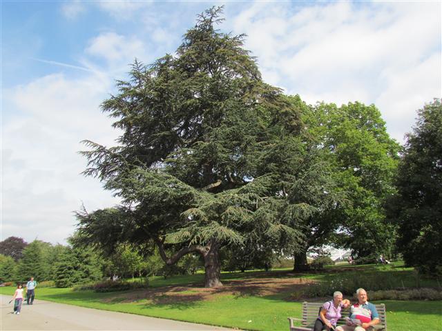 Cedrus atlantica CedrusAtlanticaFullKew.JPG