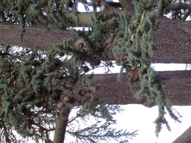 Cedrus libani CedrusLibaniDetail.JPG