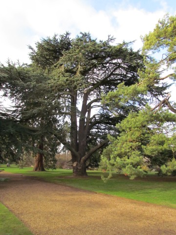 Cedrus libani CedrusLibaniFull1.JPG