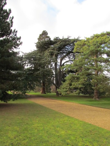 Cedrus libani CedrusLibaniFull2.JPG