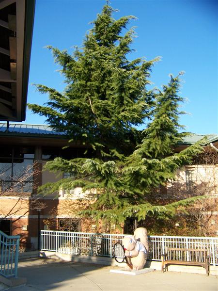 Picture of Cedrus deodara 'Shalimar' Shalimar Deodar Cedar