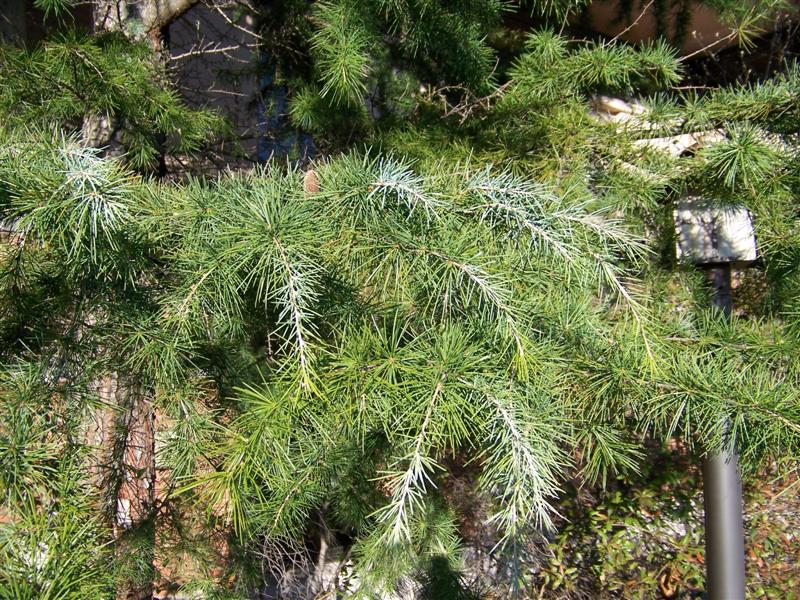 Picture of Cedrus deodara 'Shalimar' Shalimar Deodar Cedar