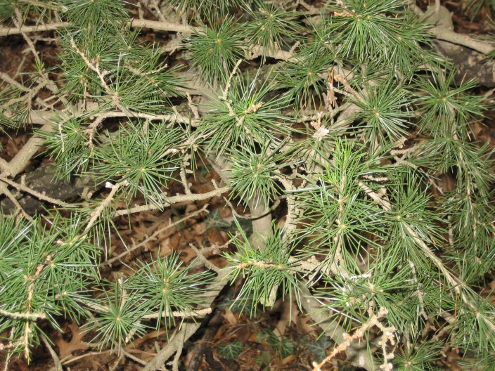 Picture of Cedrus libani var. stenocoma  Hardy Cedar of Lebanon