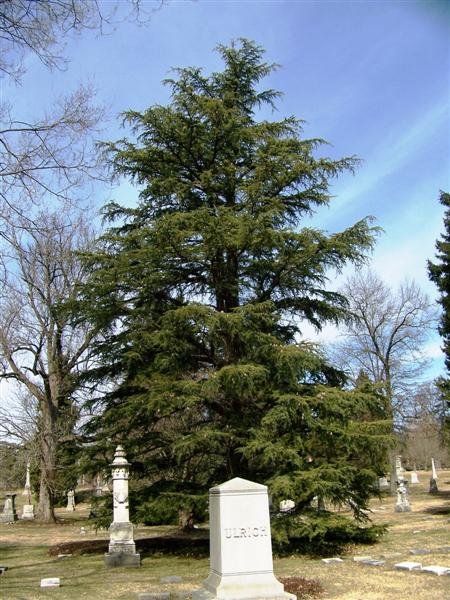 Picture of Cedrus libani  Cedar of Lebanon