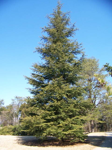 Cedrus libani var. stenocoma Cedruslibanivarsteno.JPG