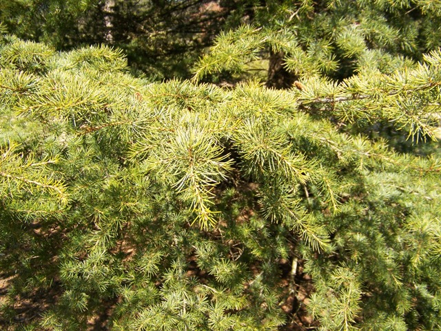 Cedrus libani var. stenocoma Cedruslibanivstenofoliage.JPG