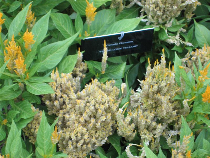 Celosia cristata Celocia_cristata_sign.JPG