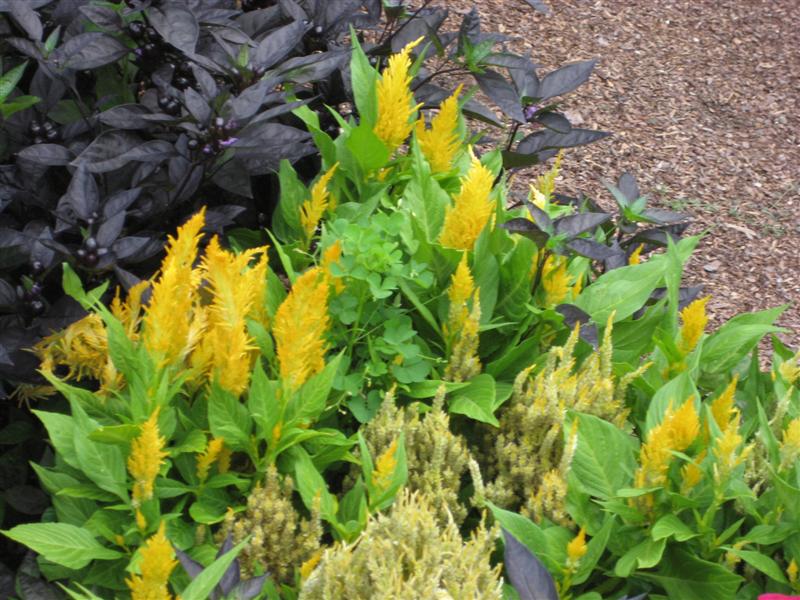 Celosia cristata Celosia_cristata_flower.JPG