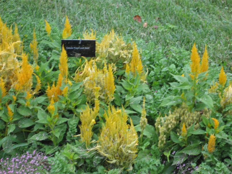 Celosia cristata Celosia_cristata_plant.JPG