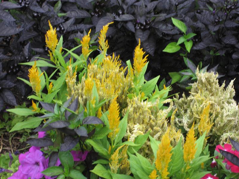 Celosia cristata Celosia_cristata_side.JPG