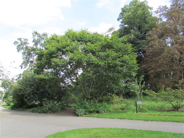 Celtis sinensis CeltisSinensisFullKew.JPG