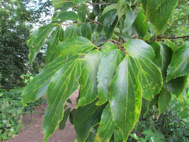 Celtis sinensis CeltisSinensisLeafDetail2Kew.JPG