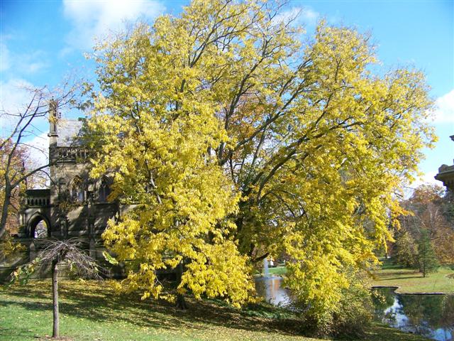 Celtis occidentalis CeltisoccidentalisHackberry.jpg