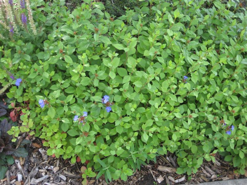 Ceratostigma plumbaginoides Ceratostigma_plumbaginoides_plant.JPG