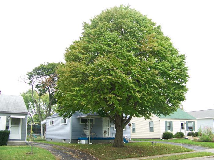 Cercidiphyllum japonicum Cercidiphyllum.JPG