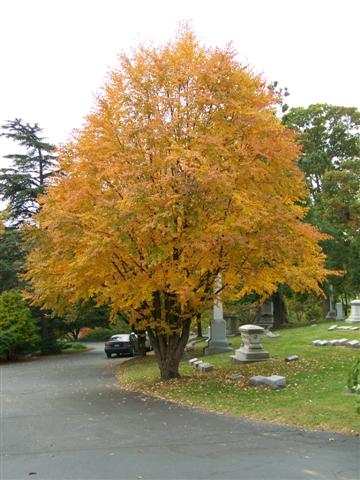 Cercidiphyllum japonicum Cercidiphyllum.fallch(Small).JPG