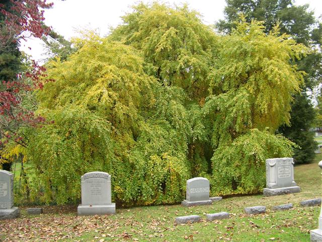 Cercidiphyllum japonicum Cercidiphyllum.japonicum.Amazing.Grace.CHfc(Small).JPG