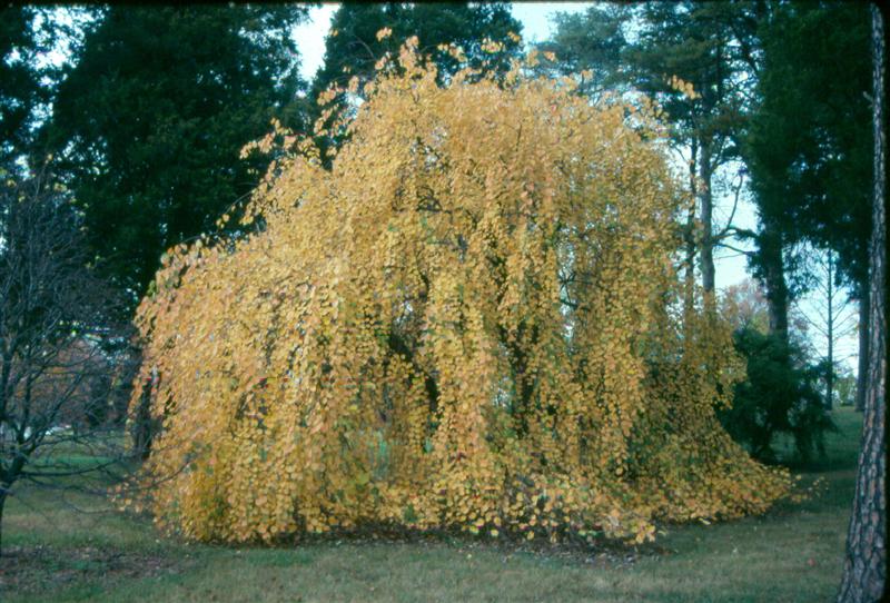 Cercidiphyllum japonicum Cercidiphyllum_japonicum_Amazing_Grace_Bernheim.jpg