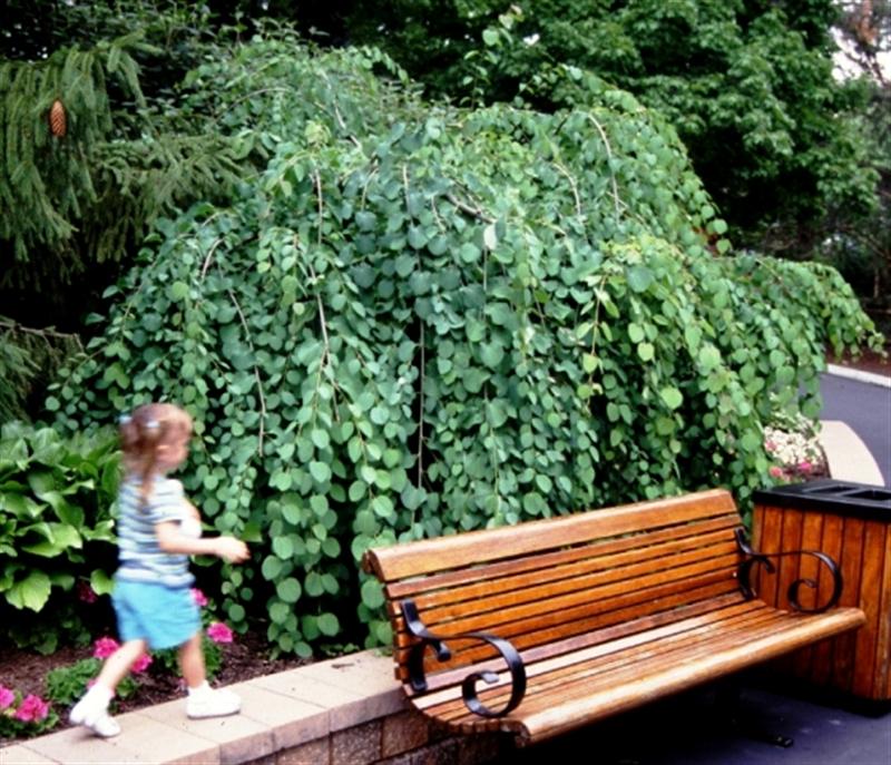 Picture of Cercidiphyllum japonicum 'Pendula' Weeping Katsura Tree