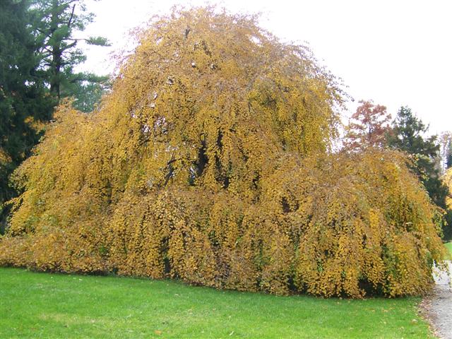 Picture of Cercidiphyllum japonicum 'Amazing Grace' Amazing Grace Weeping Katsura