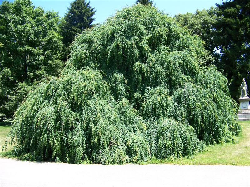 Picture of Cercidiphyllum japonicum 'Amazing Grace' Amazing Grace Weeping Katsura