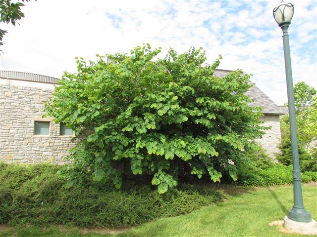 Cercis canadensis CercisCanadensis2.JPG