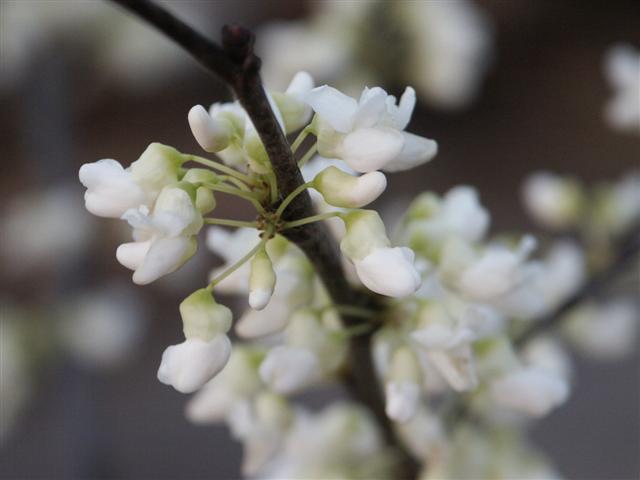 Picture of Cercis canadensis f. alba  White Redbud