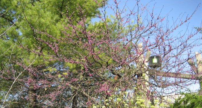 Cercis canadensis Cercis_canadensis_30.jpg
