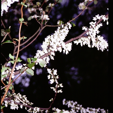 Picture of Cercis canadensis f. alba  White Redbud