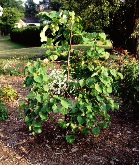 Picture of Cercis%20canadensis%20'Covey'%20Lavender%20Twist%EF%BF%BD%EF%BF%BD%EF%BF%BD%20Lavender%20Twist%20Redbud