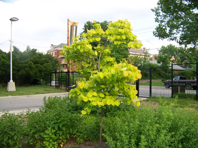 Cercis canadensis CerciscanadensisHeartsofGold.JPG