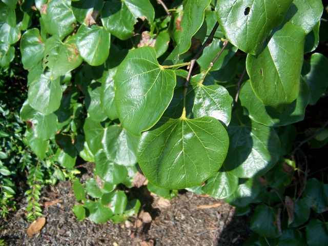 Cercis canadensis var. texensis CerciscanadensisvartexensisTravellerfoliage.JPG