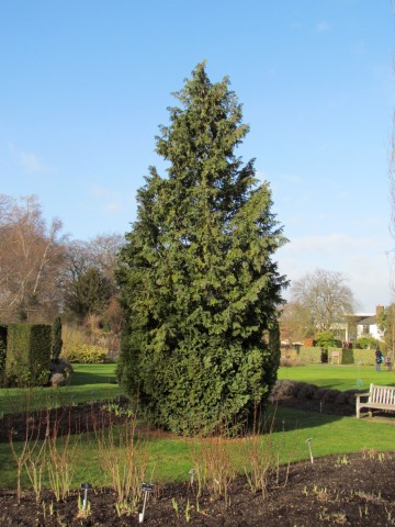 Chamaecyparis lawsoniana ChamaecypaarisLawsonianaColumnarisGlauca3.JPG