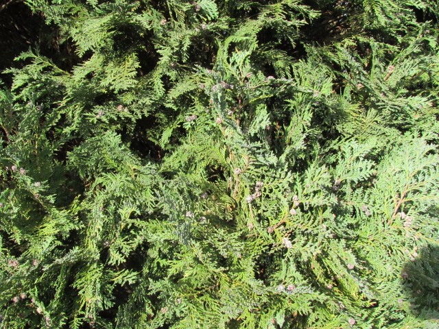 Chamaecyparis lawsoniana ChamaecypaarisLawsonianaColumnarisGlaucaDetail.JPG