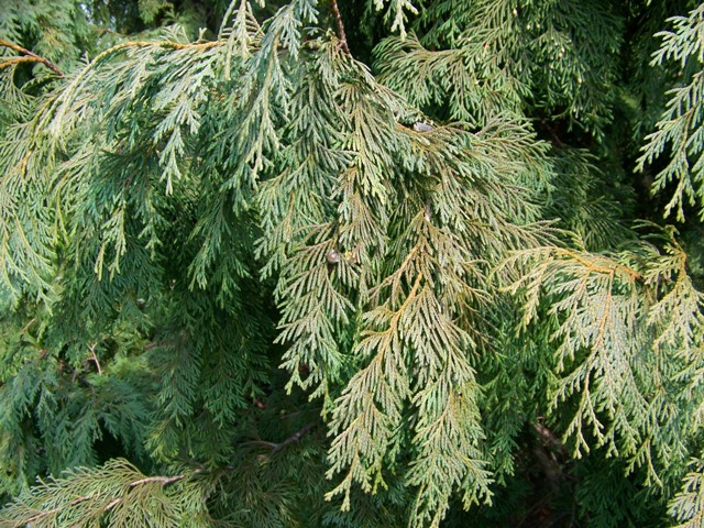 Picture of Chamaecyparis lawsoniana 'Sullivan' Sullivan  Falsecypress