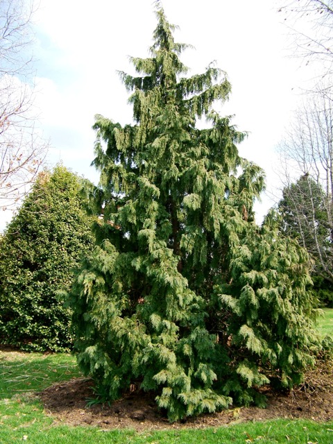 Picture of Chamaecyparis lawsoniana 'Sullivan' Sullivan  Falsecypress