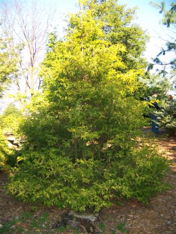 Picture of Chamaecyparis pisifera 'Vintage Gold' Vintage Gold False Cypress