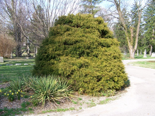 Picture of Chamaecyparis pisifera 'Filifera Aurea' Filifera Aurea Falsecypress