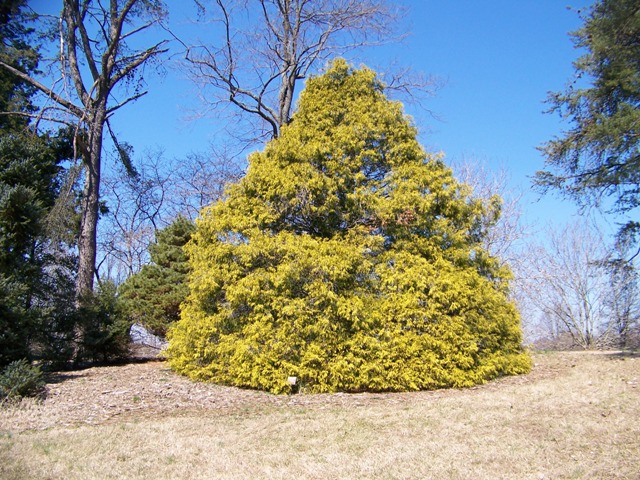 Chamaecyparis pisifera ChamaecyparisGoldMop.JPG