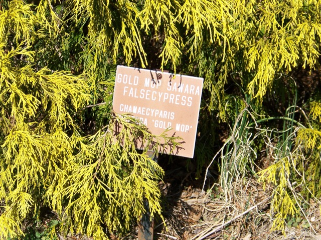 Chamaecyparis pisifera ChamaecyparisGoldMopfoliage.JPG