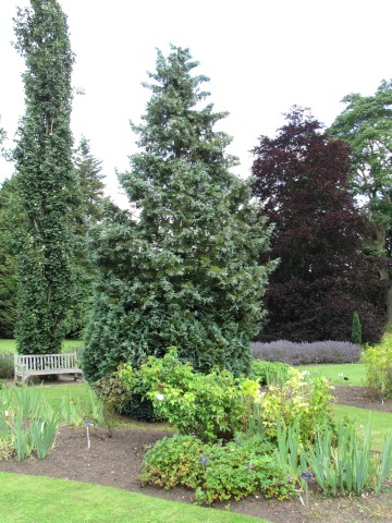 Chamaecyparis lawsoniana ChamaecyparisLawsonianaColumnarisGlaucaFull2.JPG