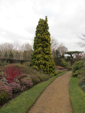 Chamaecyparis lawsoniana ChamaecyparisLawsonianaWinstonChurchill.JPG