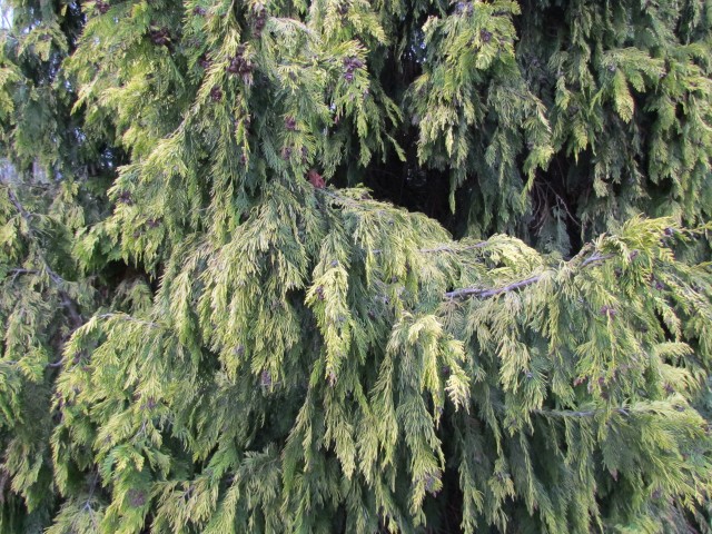 Chamaecyparis lawsoniana ChamaecyparisLawsonianaWinstonChurchillDetail.JPG