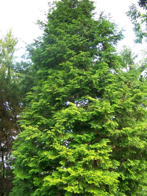 Picture of Chamaecyparis%20obtusa%20%20Hinoki%20Falsecypress