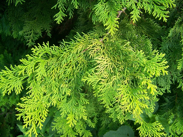 Picture of Chamaecyparis obtusa  Hinoki Falsecypress