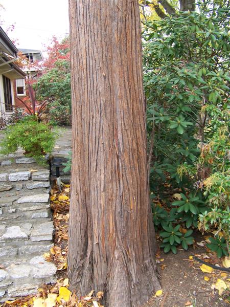 Picture of Chamaecyparis pisifera 'Squarrosa' Moss Falsecypress