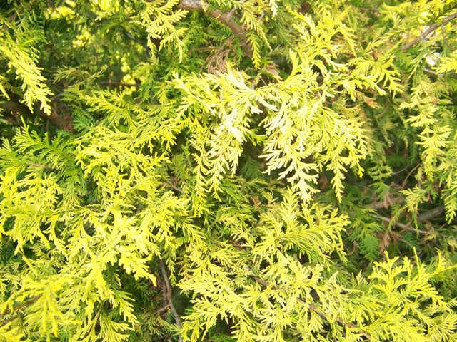 Picture of Chamaecyparis pisifera 'Vintage Gold' Vintage Gold False Cypress