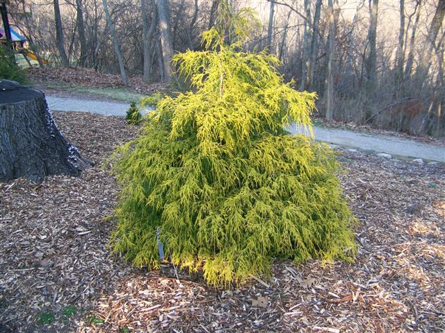 Picture of Chamaecyparis pisifera 'Gold Spangle' Gold Spangle Threadleaf Cypress